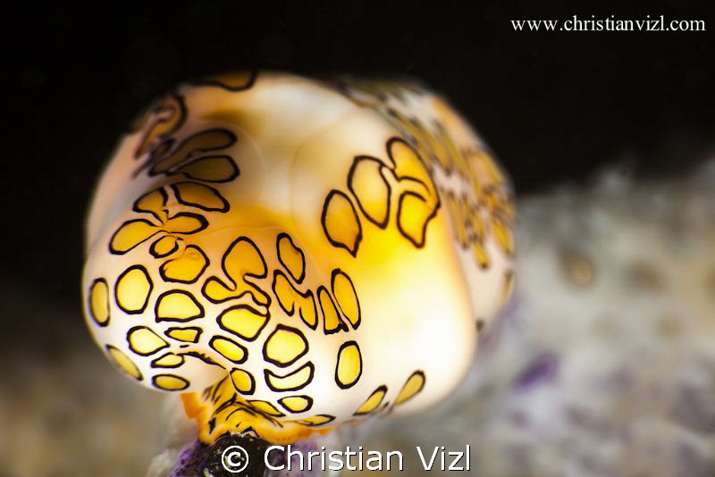 Close up of a Flamingo tongue at Veracruz, Mexico. by Christian Vizl 