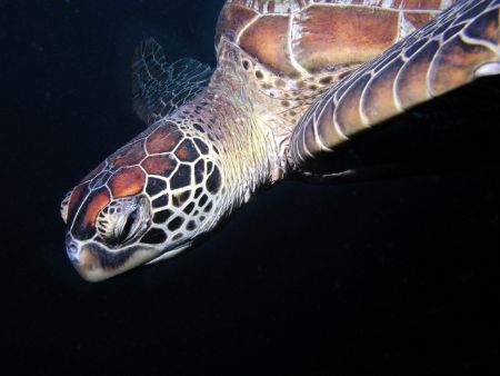 Taken at one of my favourite dive sites Wheeler reef on t... by John Fergusson 