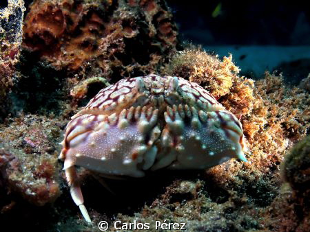 "Box Crab" Always so funny by Carlos Pérez 