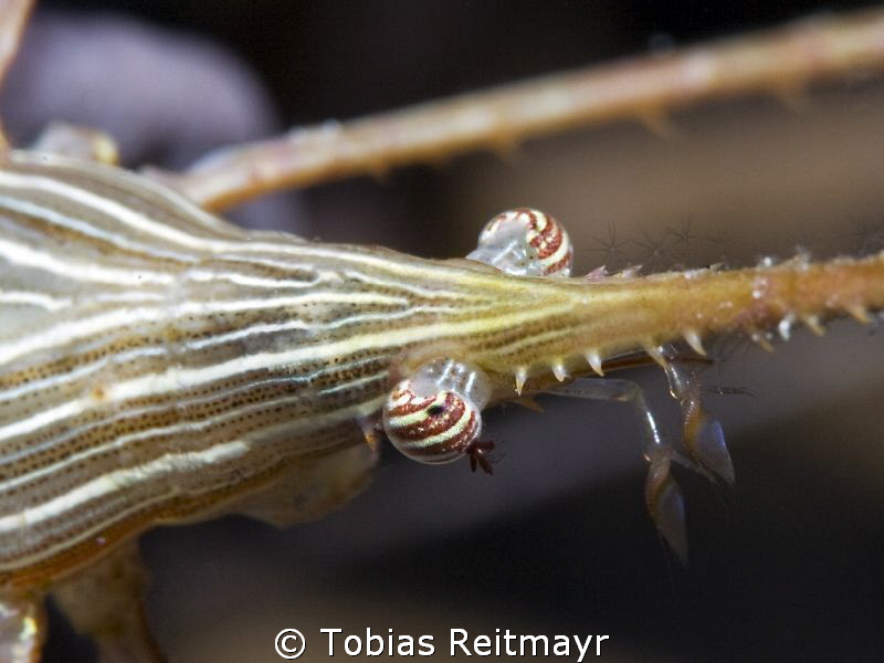 Arrow crab at night at Barracuda Shoal, Exumas by Tobias Reitmayr 