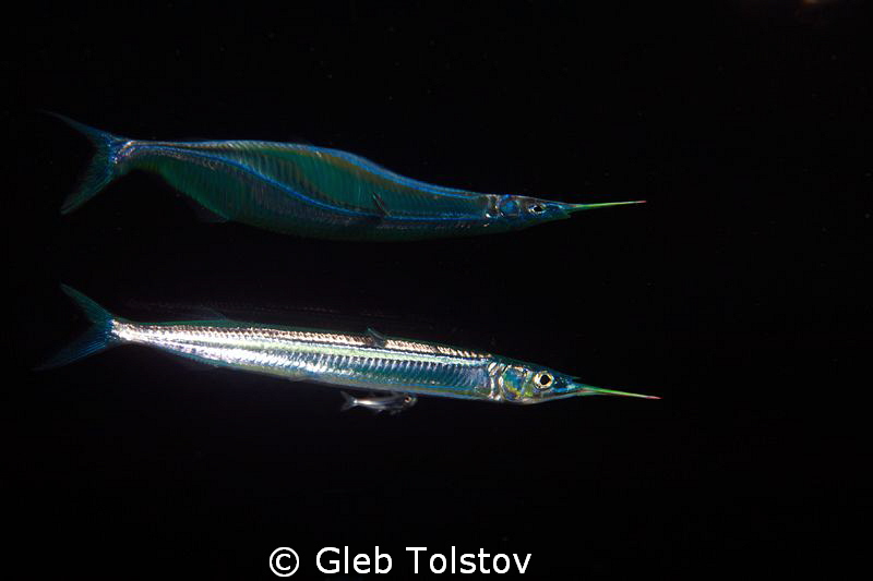 Needle fish reflection by Gleb Tolstov 