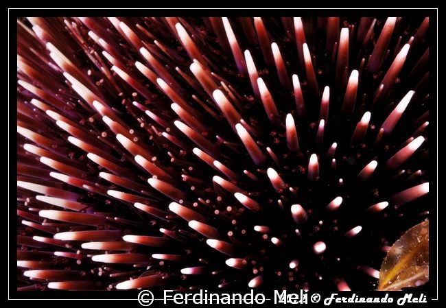 Pattern of Sea urchin by Ferdinando Meli 