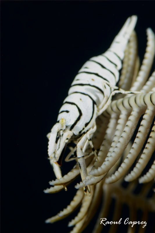 Shrimp being in balance by Raoul Caprez 