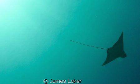 Silhouette of Eagle Ray by James Laker 