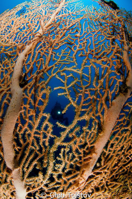 A diver behind a sea fan by Gleb Tolstov 