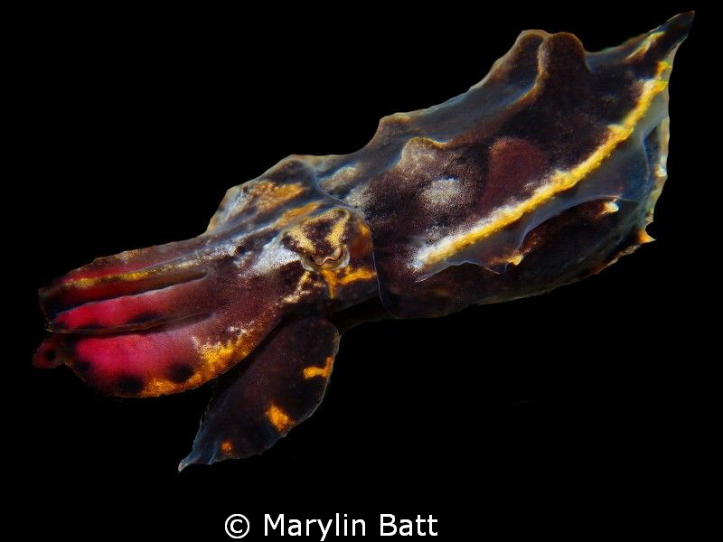 Flamboyant Cuttlefish that seemed fascinated with my ligh... by Marylin Batt 