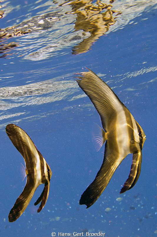 Golden Angels
Batfish
Bunaken,Sulawesi,Indonesia, 
Can... by Hans-Gert Broeder 