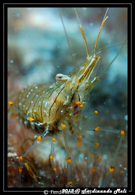 Shrimp by Ferdinando Meli 