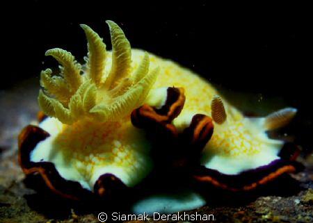 Qeshm Island,Persian Gulf by Siamak Derakhshan 