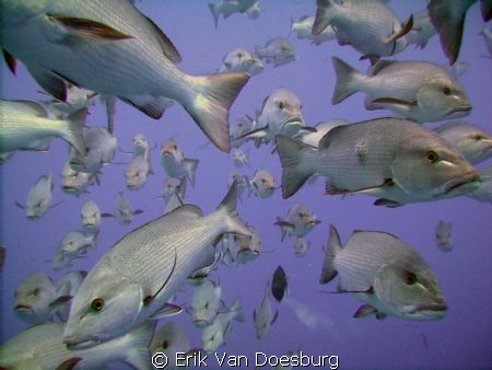 The famous school of Bohar snappers at Ras Mohammed. I su... by Erik Van Doesburg 