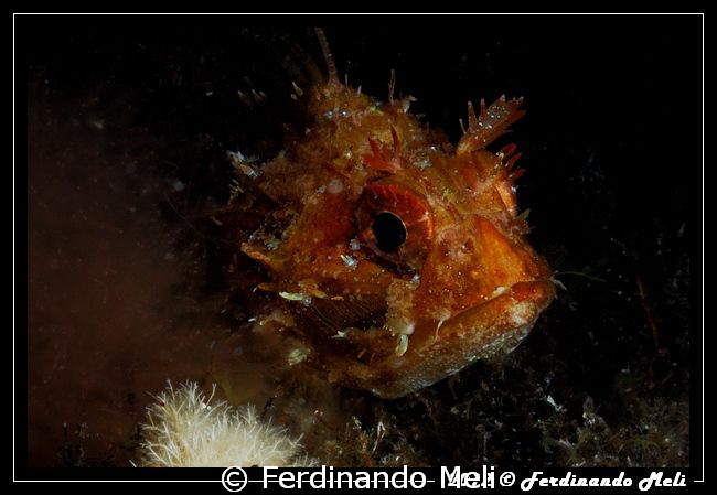 Scorpaena's portrait by Ferdinando Meli 