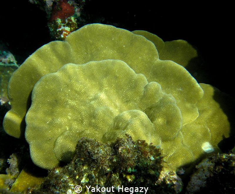 Plate fire coral by Yakout Hegazy 
