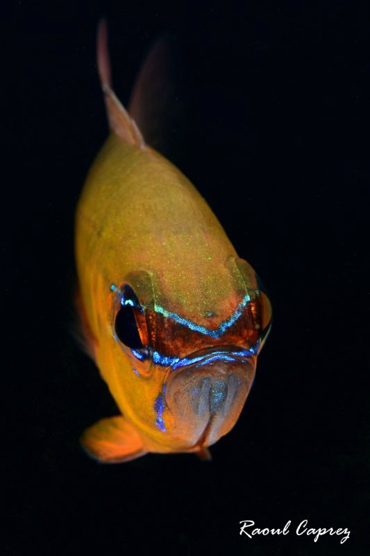 "I'm happy !" by Raoul Caprez 