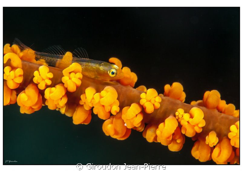 Little gobi on a gorgona by Giroudon Jean-Pierre 