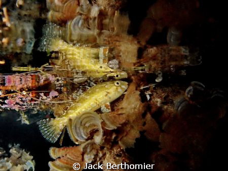 Labre in mangrove at night by Jack Berthomier 