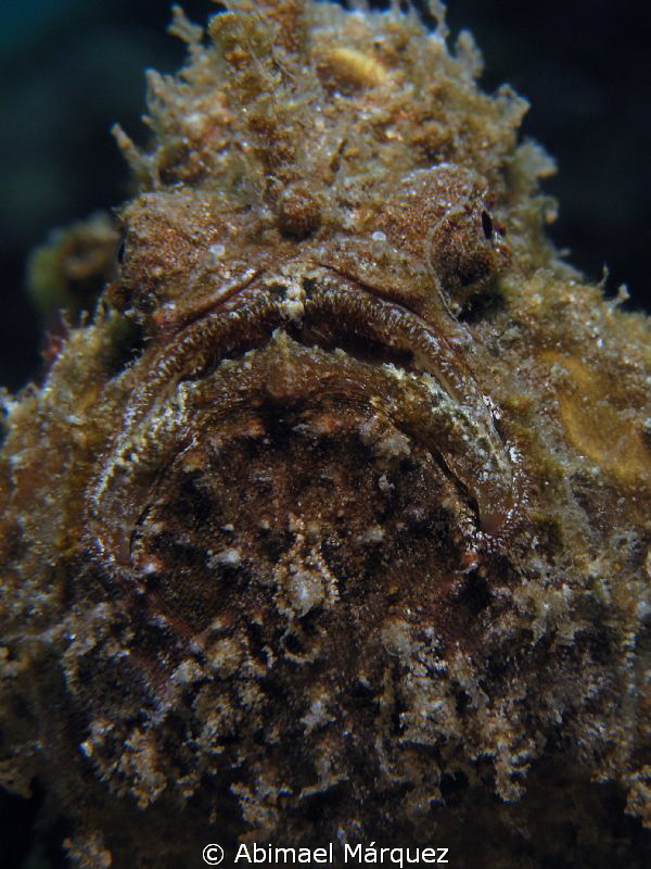 Frogfish's Portrait by Abimael Márquez 