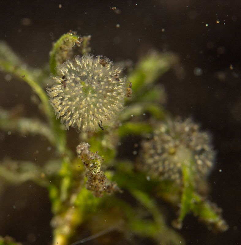 No flowers, but rotifer spheres.
Appear end of summer
i... by Chris Krambeck 