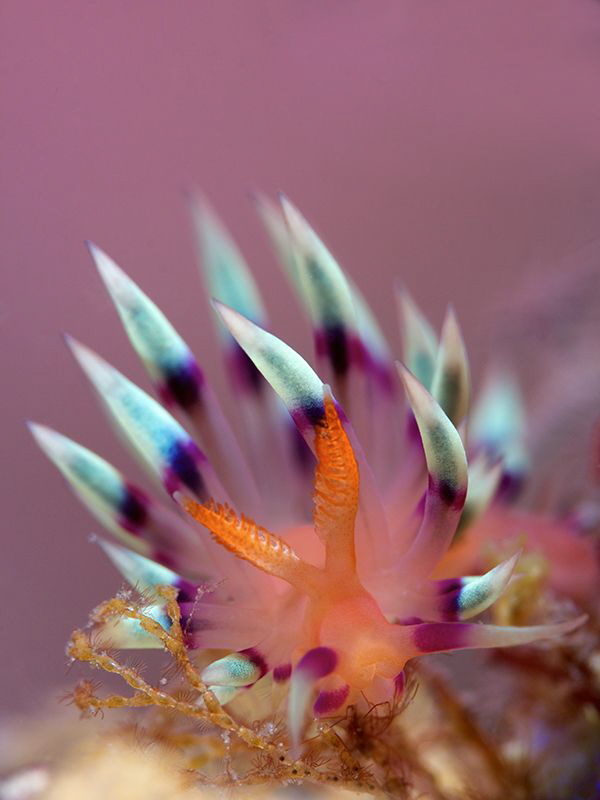 Nudibranch " Flabellina Exoptata" by Iyad Suleyman 