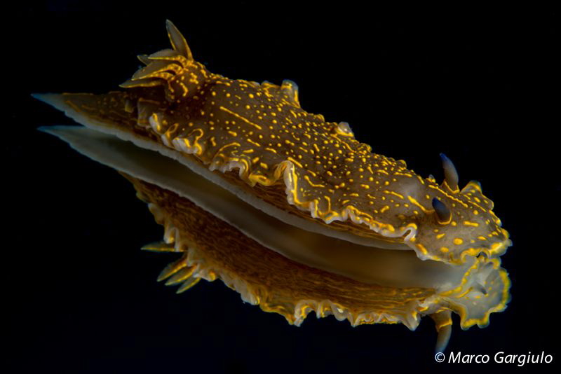 Sea Slug 
Hypselodoris picta picta by Marco Gargiulo 