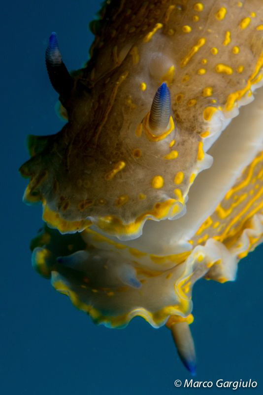 Sea Slug 
Hypselodoris picta picta by Marco Gargiulo 