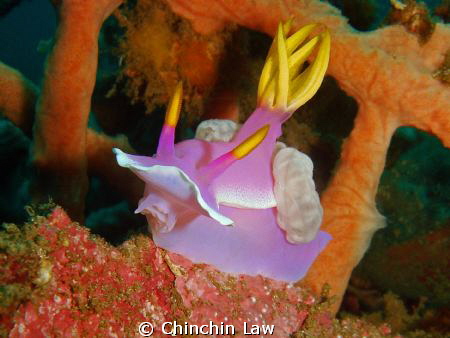 giant hypselodoris@lembeh straits by Chinchin Law 