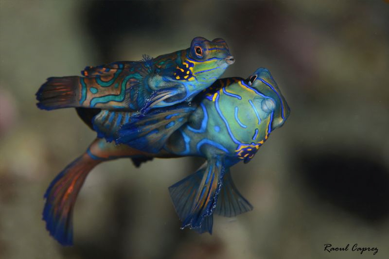 Mating time by Raoul Caprez 
