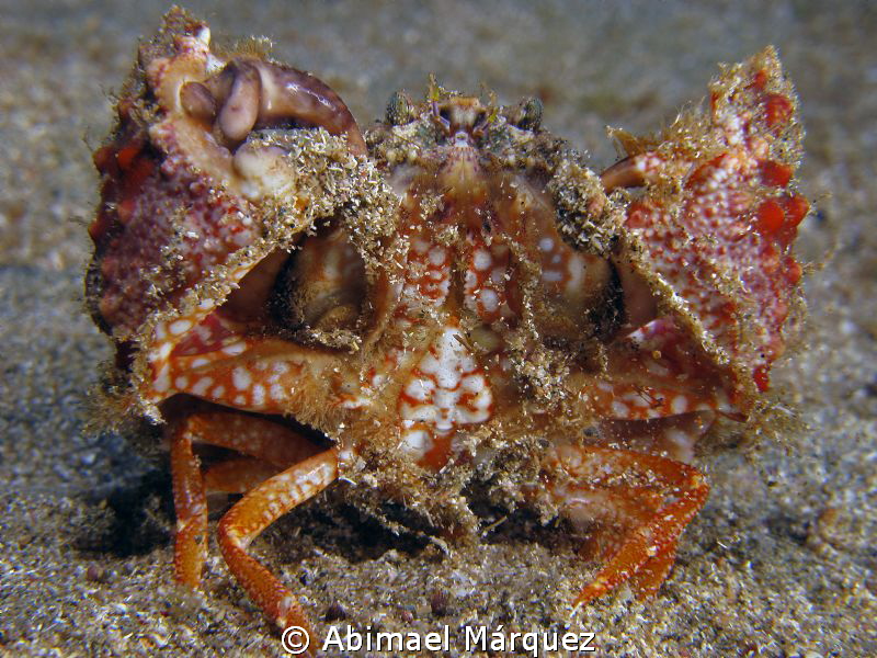 Rough Box Crab by Abimael Márquez 