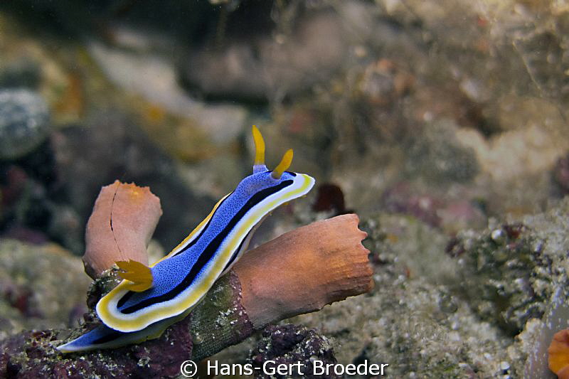 Chromodoris elizabethina 
Bunaken,Sulawesi,Indonesia, 
... by Hans-Gert Broeder 
