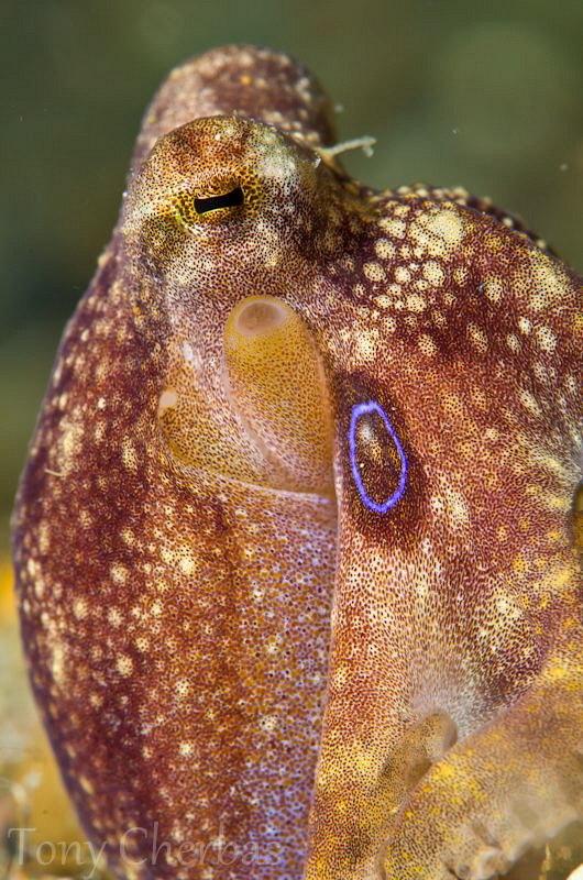 The Mototi's Blue Ring: you've been warned! (No Crop) by Tony Cherbas 