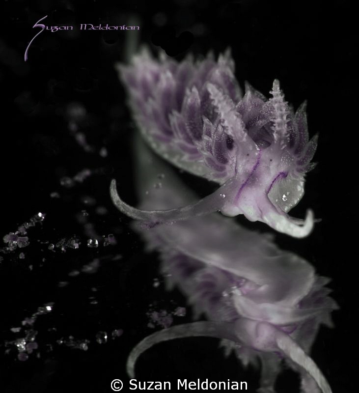 Dondice on a mirror by Suzan Meldonian 