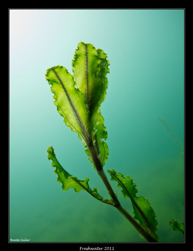 Freshwater plant in the morning sun by Beate Seiler 