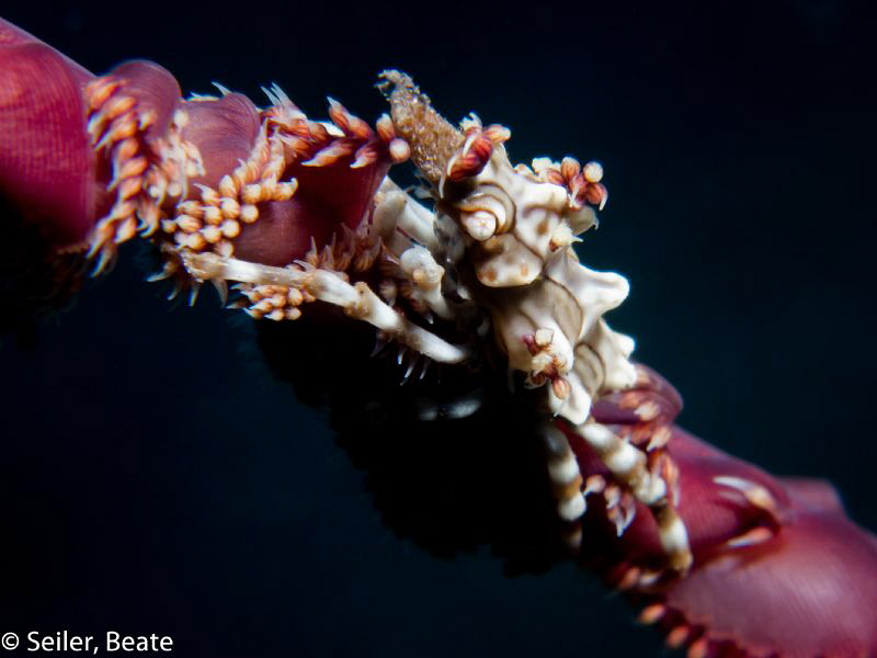 Xenon crab on a seafan by Beate Seiler 