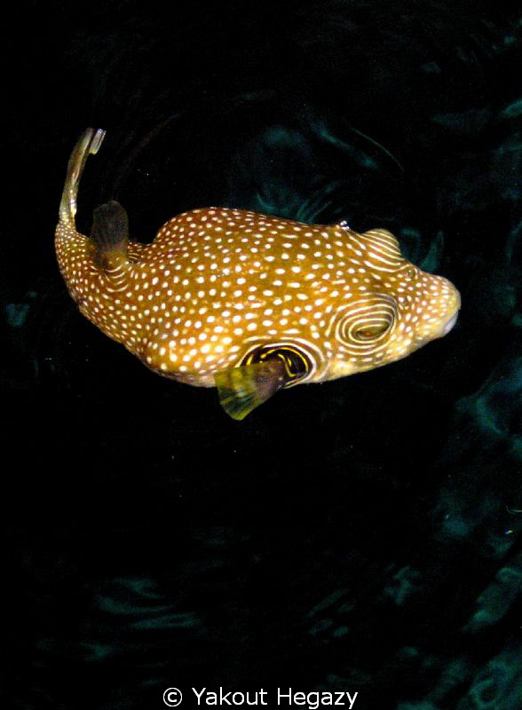 Bristy Puffer by Yakout Hegazy 