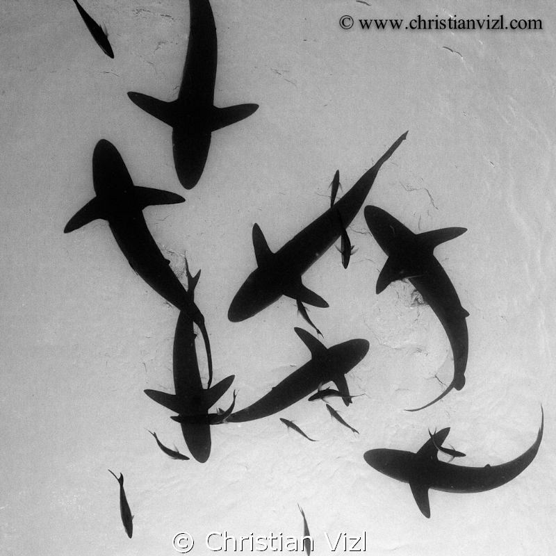 Silkie Sharks seen from below... by Christian Vizl 
