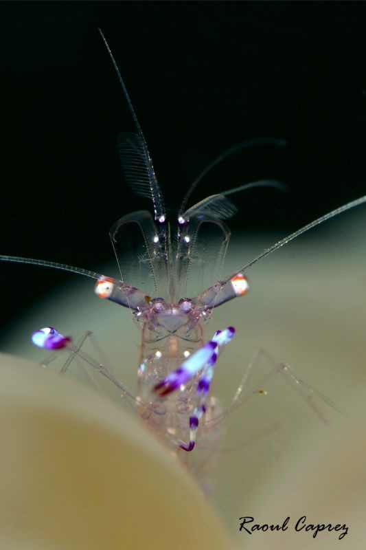 Periclimenes sp. by Raoul Caprez 