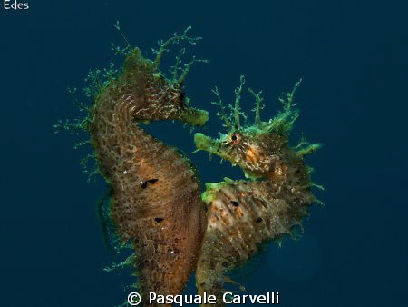 Hippocampus is love.
The photo did not come, but I wante... by Pasquale Carvelli 