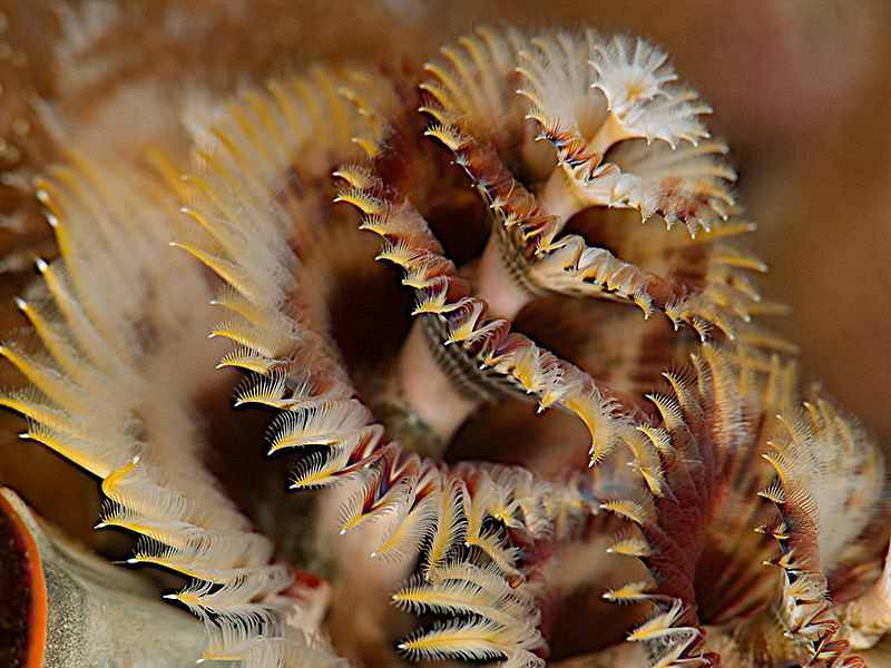 Worm (Spirobranchus giganteus) by Iyad Suleyman 