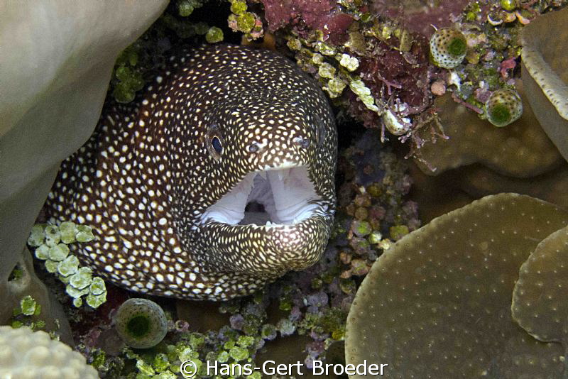 Moray
Bunaken,Sulawesi,Indonesia, 
Canon G 12 autom. by Hans-Gert Broeder 
