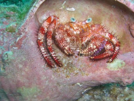 Hermit Crab - West Palm Beach by Mark Hoevenaars 