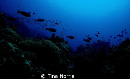 Honduras by Tina Norris 