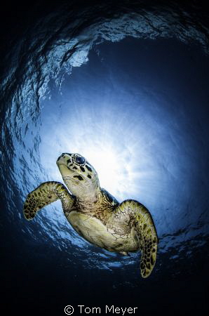 taken on Cayman Aggressor with Tokina 10-17 by Tom Meyer 