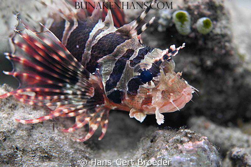 Lionfish,
Bunaken,Sulawesi,Indonesia, 
Nikon D 300 S, m... by Hans-Gert Broeder 