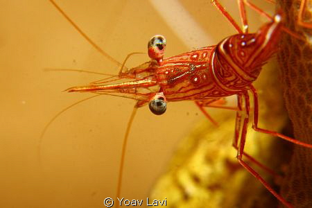 Candi shrimp by Yoav Lavi 