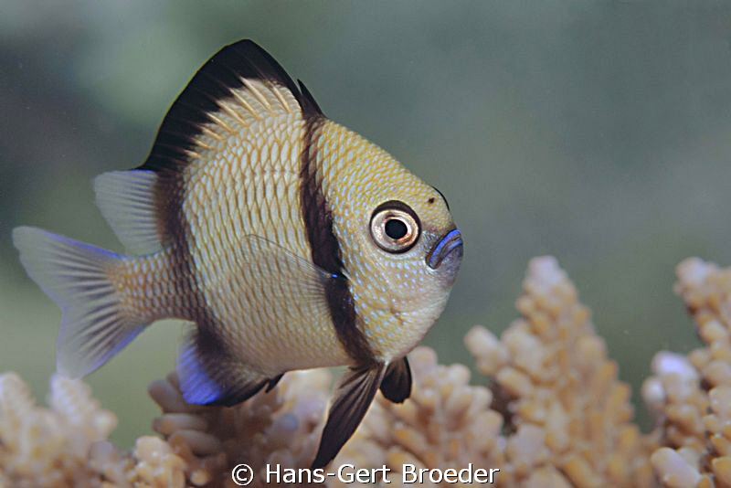 Reticulated Dascyllus
Bunaken,Sulawesi,Indonesia, 
Niko... by Hans-Gert Broeder 