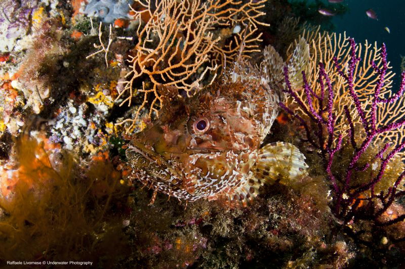 scorpaena porcus by Raffaele Livornese 