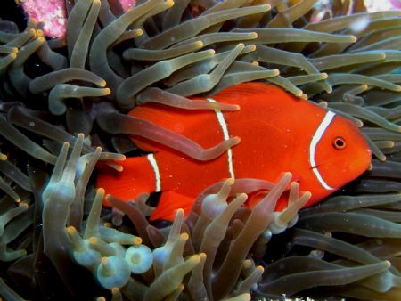 Taken at Hastings reef, Great Barrier reef Australia. by Tim Clark 