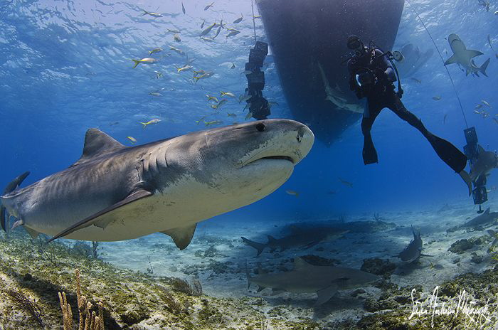 Emma the Tiger Shark starts the parade at Tiger Beach thi... by Steven Anderson 