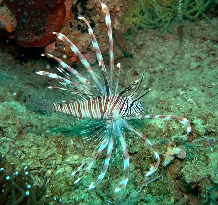 Elegant Lionfish. Rasch Passage, Madang, Papua New Guinea... by Jan Messersmith 