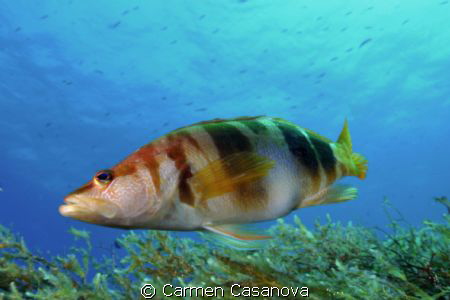 Islas Hormigas 
Reserva Marina de Cabo de Palos (España)... by Carmen Casanova 