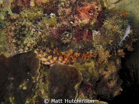 close up shot of a stone fish taken with Canon G12. by Matt Hutchinson 